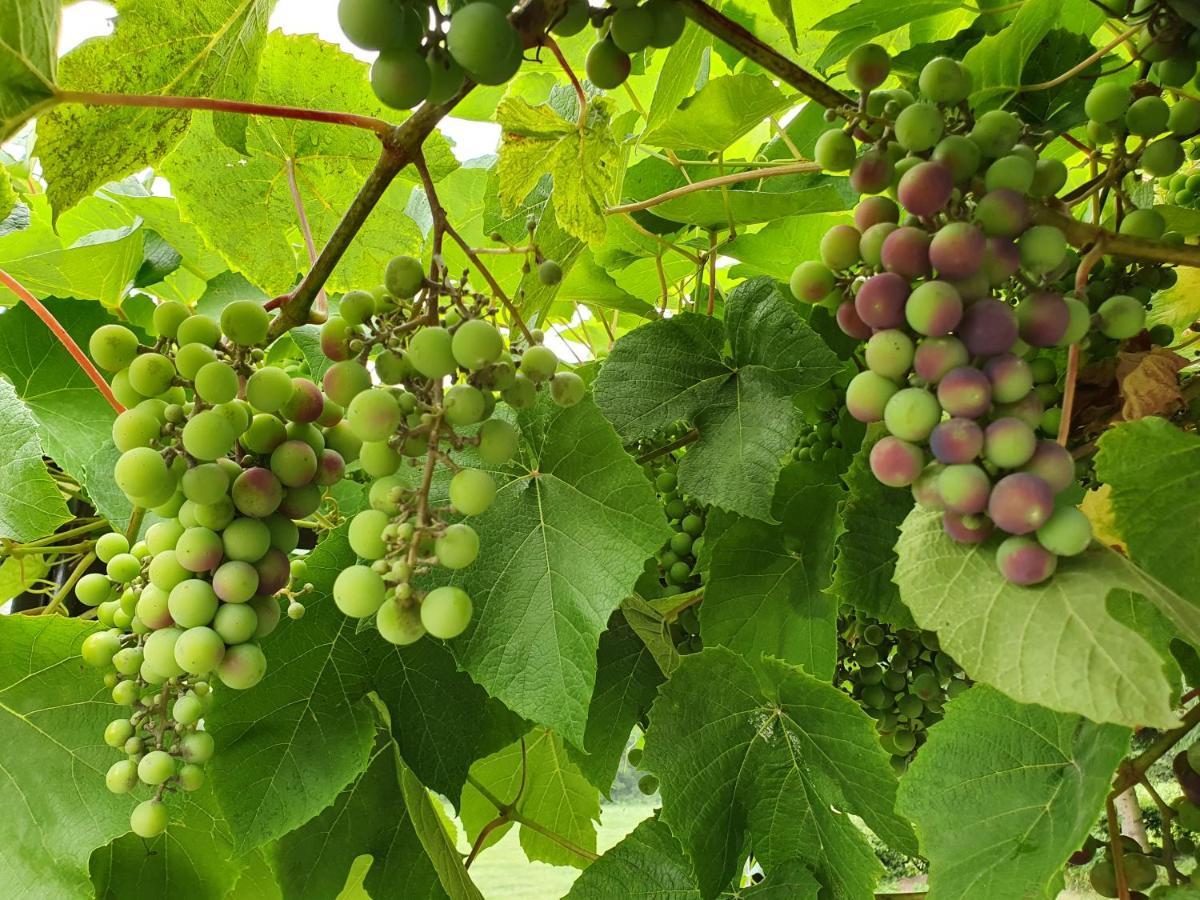 Grape House Kintai Lejlighed Kinty Eksteriør billede